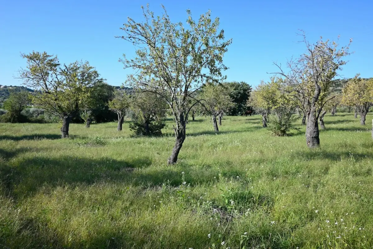 Immagine selezionata