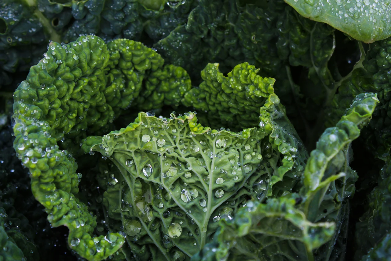 SC - Cavolo nero